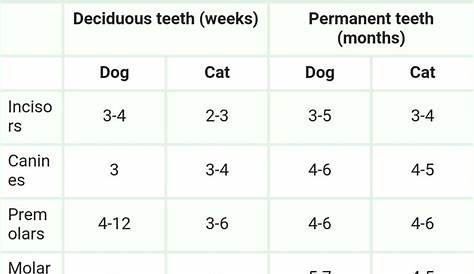 the table shows teeth for dogs and cats