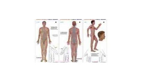 extraordinary acupuncture points chart