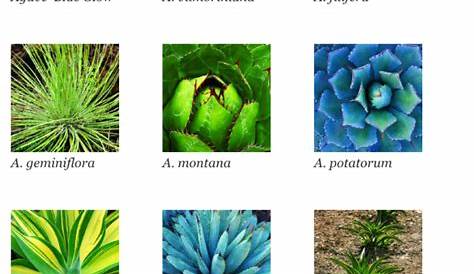 Succulents identification chart | Succulents, Planting succulents