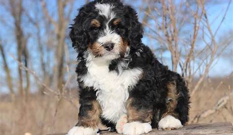 Tri Color - Standard Bernedoodle puppies Available- Bernedoodle forsale