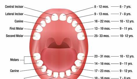 Teeth eruption chart for deciduous and permanent teeth | News | Dentagama