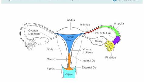 female reproductive system diagram unlabeled