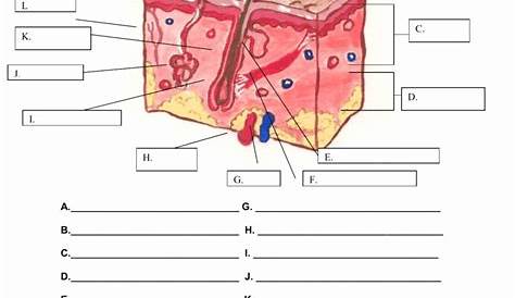 integumentary system coloring worksheets