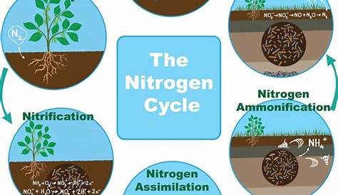 Understanding the Nitrogen Cycle | Beginners Education | AlgaeBarn