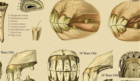 Equine Dental Age of Horse by Teeth Poster 18 X 24 | Etsy