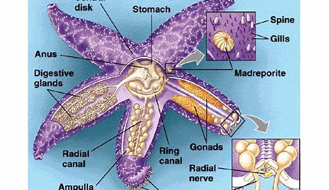 anatomy of a sea star