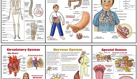 Body Systems Poster Set (6) Plus Worksheets