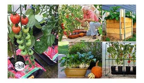 vegetable container gardening guide