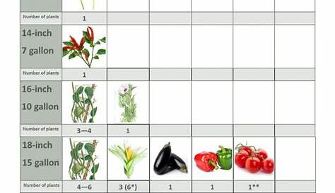 vegetable container size chart