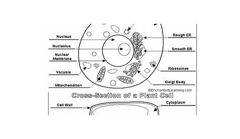 plant cell diagram worksheets answers
