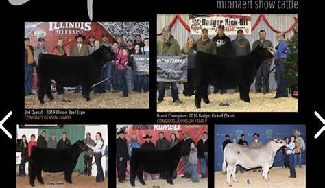 show circuit online cattle