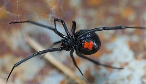 A Guide To Spiders Across the Mid West and East Coast | Urbanex