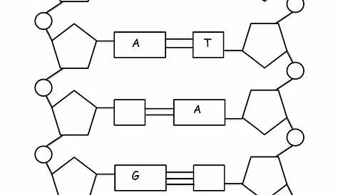 The Structure of DNA