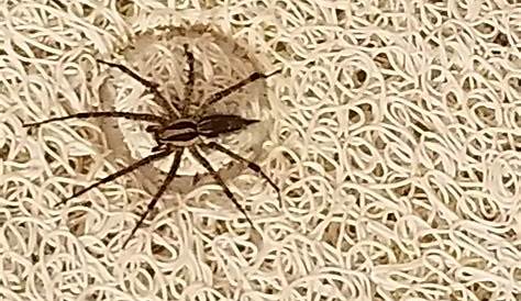 Spiders in Michigan - Species & Pictures