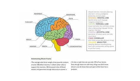 Parts of the Brain | Worksheet | Education.com | Science worksheets