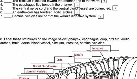 Earthworm Dissection Worksheet — db-excel.com