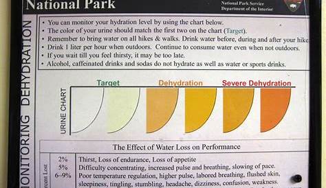 urine drug test color chart