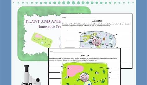 Comparing Animal And Plant Cells Worksheet