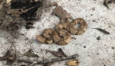 Help Identifying (Oklahoma) : r/snakes