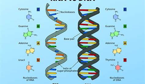 DNA vs RNA - Similarities and Differences