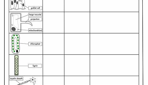 GCSE Biology: Cell Biology Worksheet Pack UPDATED | Teaching Resources