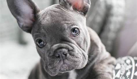 standard color french bulldogs