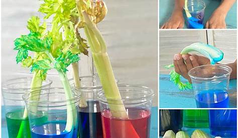 Celery Experiment Worksheet - Worksheets For Kindergarten