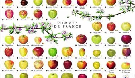 Today's Treasure by Jen: Pommes de France, Apple Season
