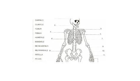 Label the bones - worksheet by Samuel Granger | TPT