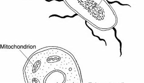 prokaryote coloring worksheets answer key