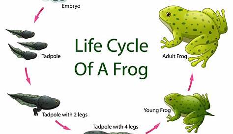 Life cycle frog Royalty Free Vector Image - VectorStock