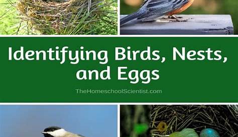 Identifying Birds, Nests, And Eggs - The Homeschool Scientist