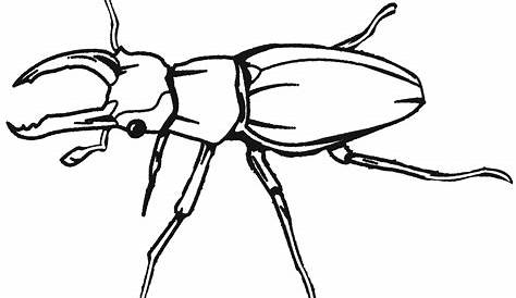 Printable Bug Coloring Pages For Kids | Cool2bKids