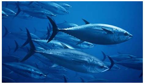 tuna age size chart