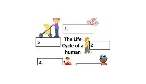 life cycle worksheet pdf