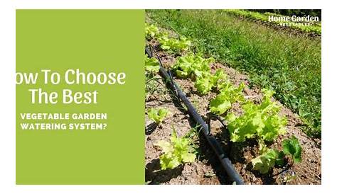 How To Choose The Best Vegetable Garden Watering System? - Home Garden