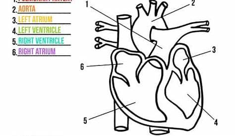 human heart coloring worksheet