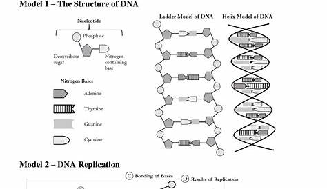 the structure of dna worksheet