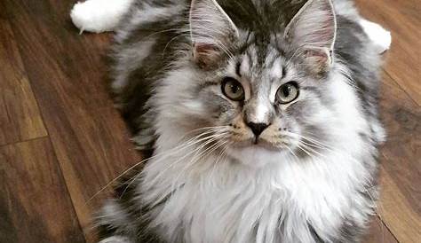 Pin on Maine ️ Coon ️