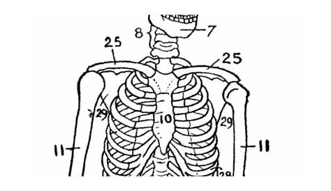 blank skeleton to label