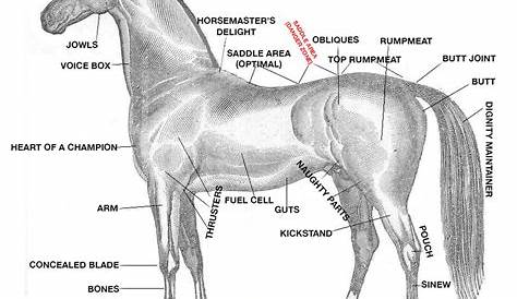 A crash course in horse anatomy for the 2015 Kentucky Derby - SBNation.com