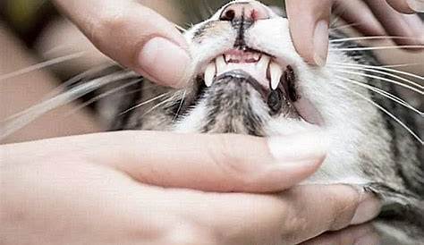 When Do Cats Start Teething? - 21Cats.org
