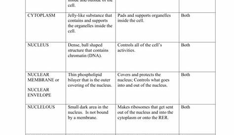 Cell Organelles Worksheet Answer Key Biology — db-excel.com