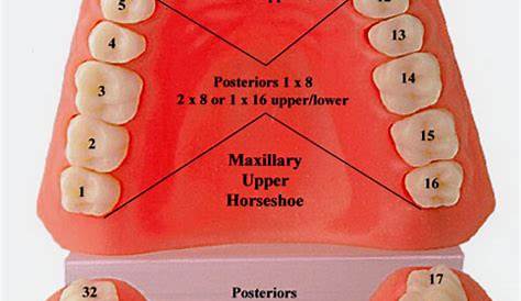 Tooth numbers and illustrations | Pi Dental Center