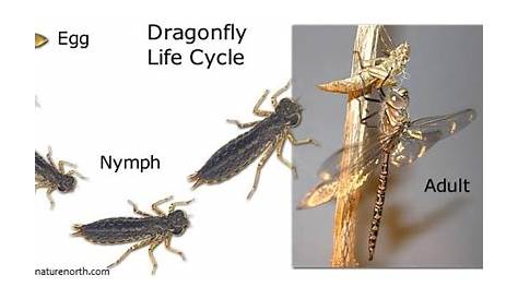 dragonfly life cycle facts