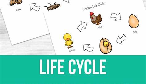 life cycle printable worksheet