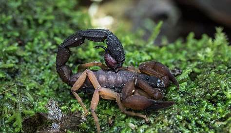 Ten Types of Scorpions - Proactive Pest Control