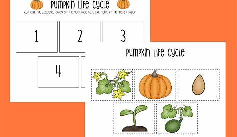 life cycle of a pumpkin worksheet for kids