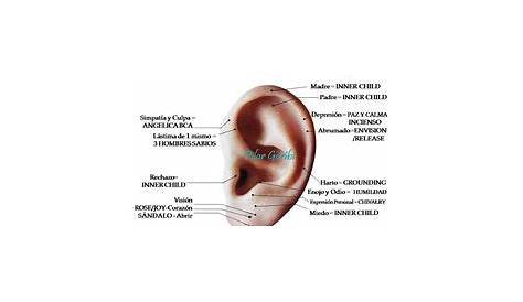 chart for placement of ear seeds for weight loss - Yahoo Image Search