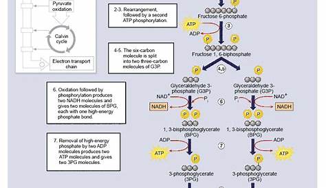 glycolytic pathway worksheet